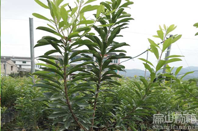 渭南楊梅苗批發 陜西渭南楊梅苗批發價多少錢一顆-扁山油茶
