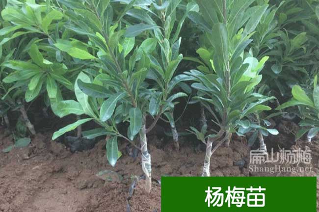 H湖北楊梅苗批發 湖北楊梅苗批發貨到武漢黃岡黃石-扁山楊梅