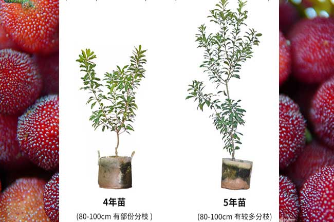 水晶楊梅苗批發 清遠英德陽山連南楊梅種植豐收畝產量3000斤