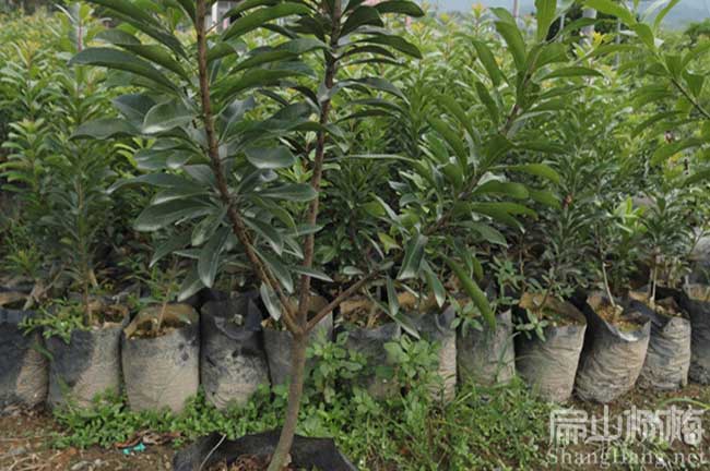 漳州水晶楊梅杯苗批發