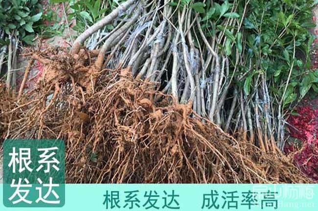 潮州楊梅苗批發