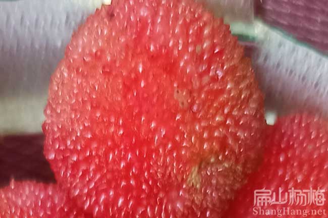 宜興楊梅批發