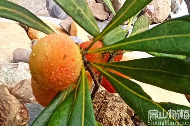 神農架楊梅苗油茶苗水果苗批發種植基地東魁水晶-扁山油茶