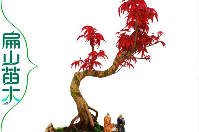 廣東珠海萬珠楓樹苗紅花繼木樹苗黃金枸骨樹苗批發-扁山苗木