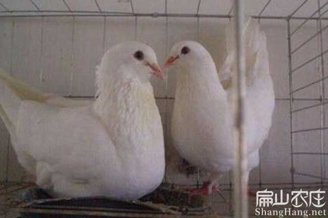 龍巖鴿子養殖