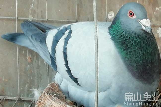 長汀賽格批發