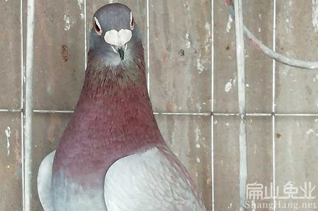 龍巖賽格批發