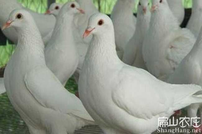 上杭鴿子批發