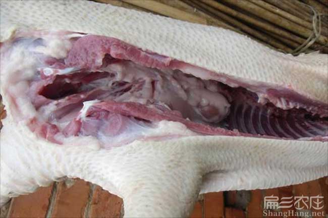 汕頭肉兔批發
