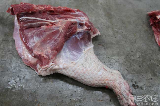 廈門肉兔肉價格