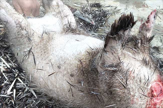 沙縣肉兔養殖