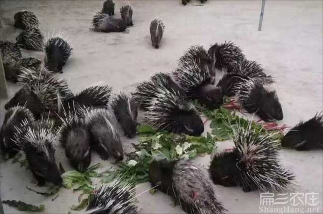廈門肉兔養殖