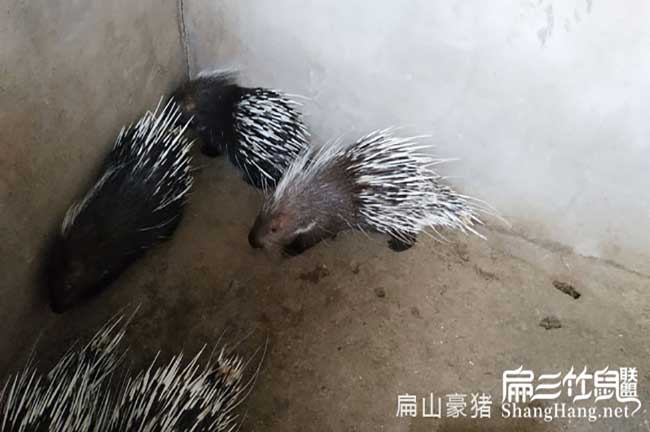 福建肉兔養殖