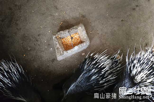 龍巖肉兔養殖