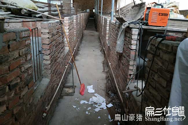 龍巖肉兔養殖