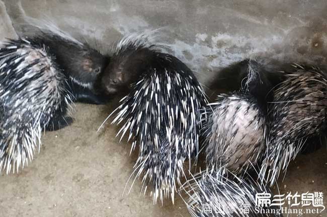 粵西肉兔養殖場