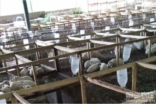 福州規模豚鼠