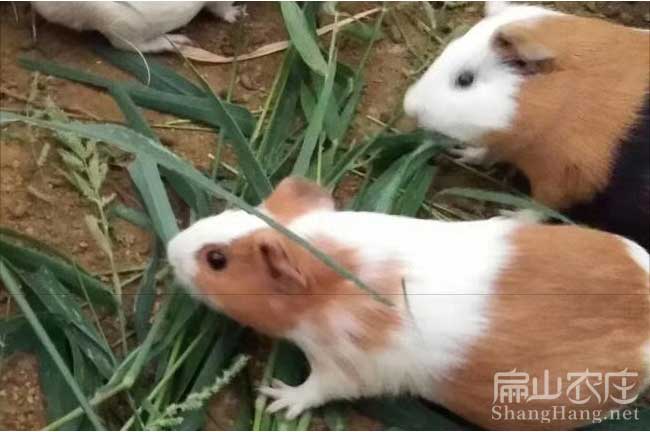 泉州彩豚養殖