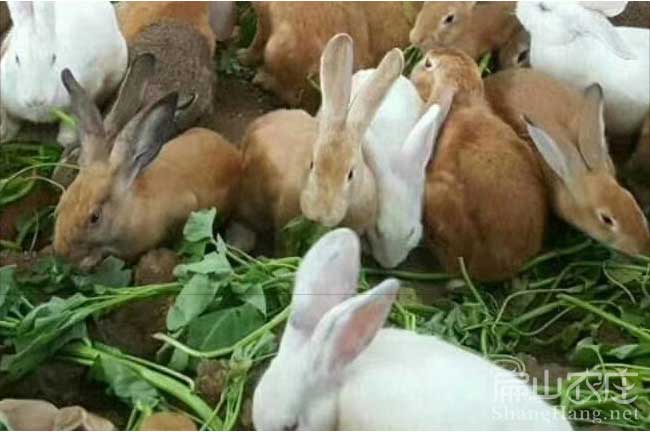 廣東種竹鼠批發