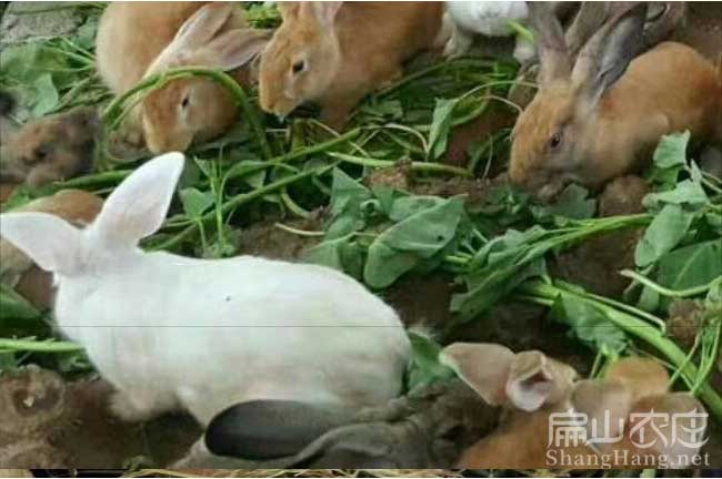 廣東竹鼠養殖