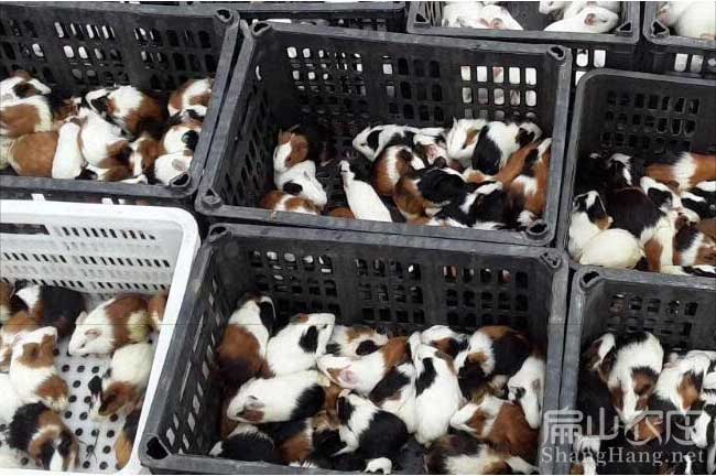 梅縣黑豚養殖