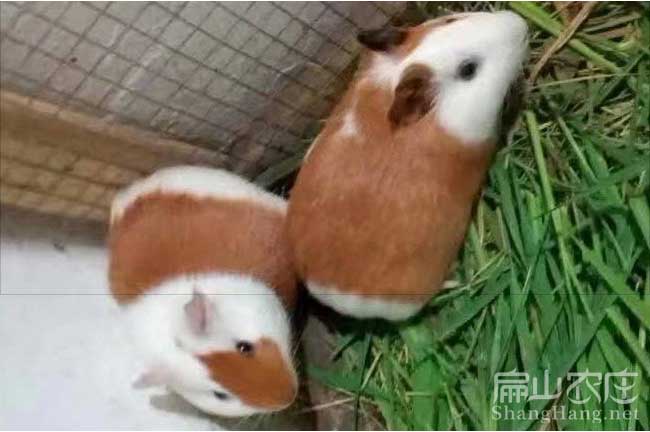 龍巖彩豚批發