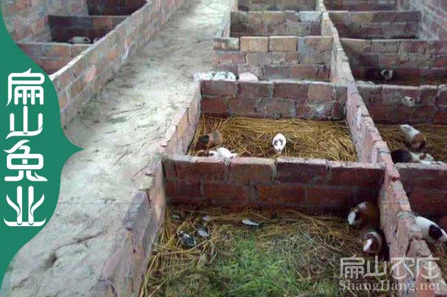 福建彩豚鼠種苗