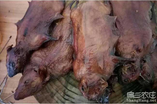江西豚鼠批發