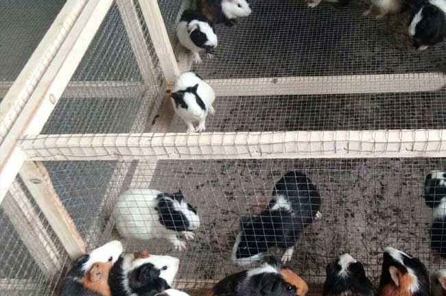 龍巖規模豚鼠養殖