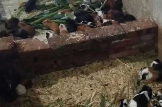 漳州彩豚鼠批發