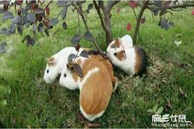 廣州規模黑豚養殖