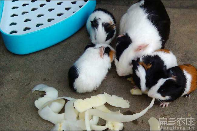 玉林彩豚鼠養殖