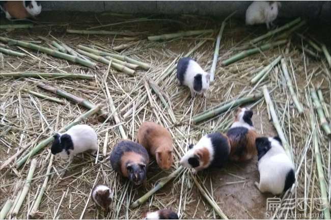 福建彩豚鼠種苗