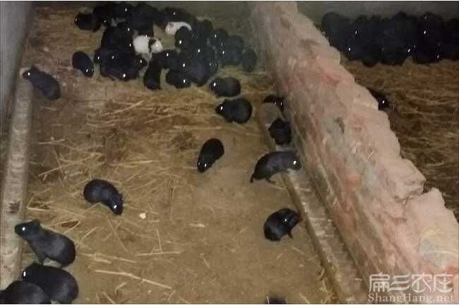 九江黑豚價格