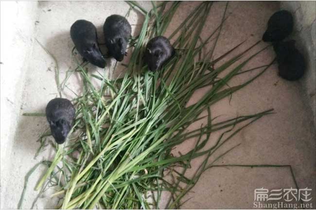 嘉興彩豚種苗