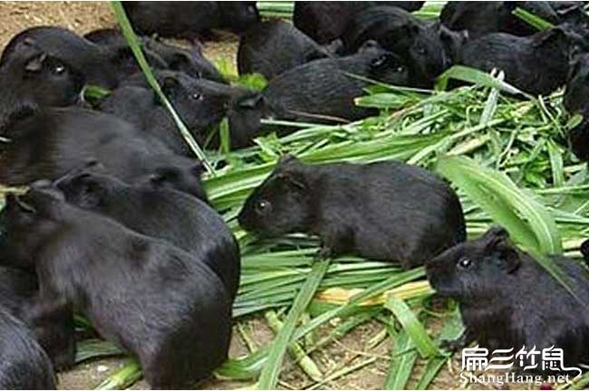 廣州黑豚養殖