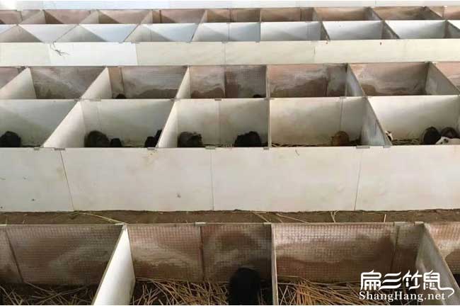 韶關陽江規模黑豚養殖基地清遠東莞黑豚鼠種苗批發回收購市場