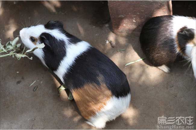 江西豚鼠養殖技術