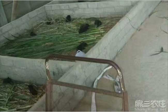 福建黑豚養殖基地