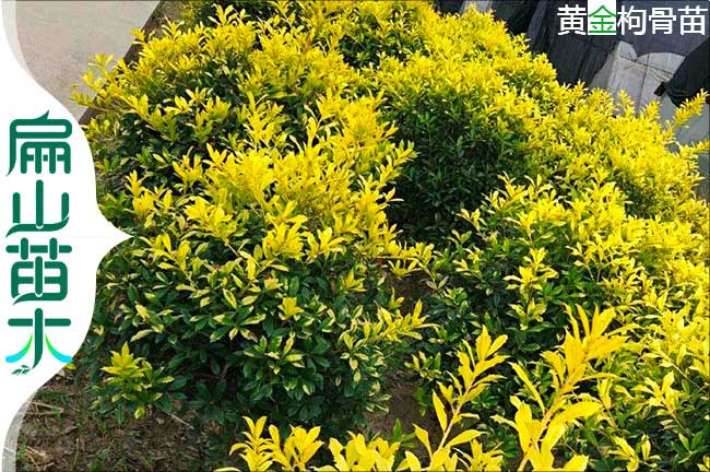 廈門黃金枸骨苗色塊工程 廈門黃金枸骨樹苗圃批發-扁山油茶
