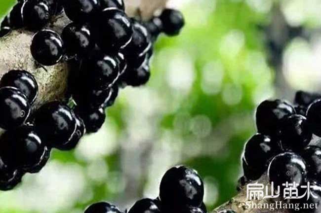 培育 焦作油茶苗楊梅苗車厘子種植 焦作嘉寶果樹苗批發