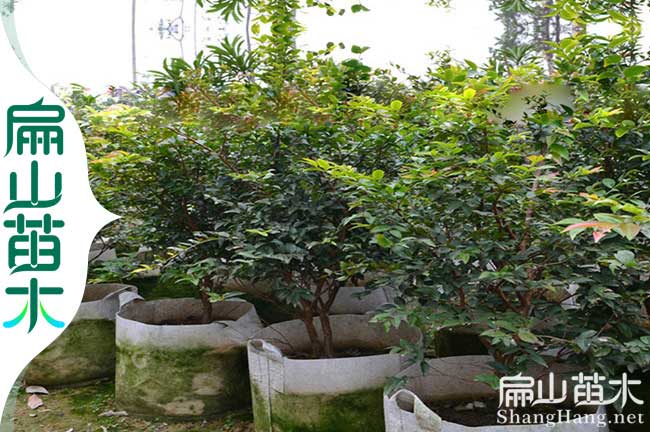 已掛果 廣西車厘子苗嘉寶果櫻桃樹大杯苗50-80公分8年96元/珠