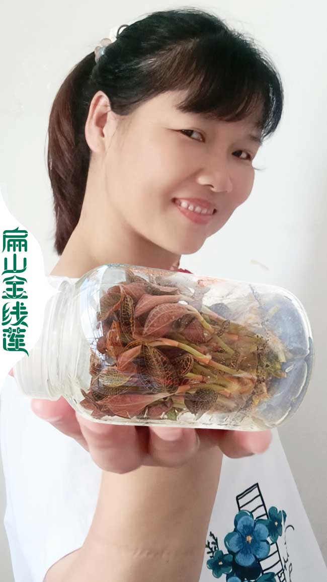D河池標準金線蓮鐵皮石斛種植基地 河池金線蓮批發價格3-5元