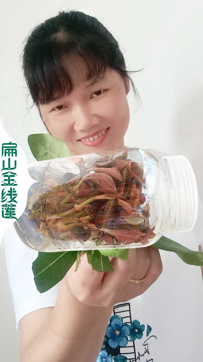 遵義金線蓮批發