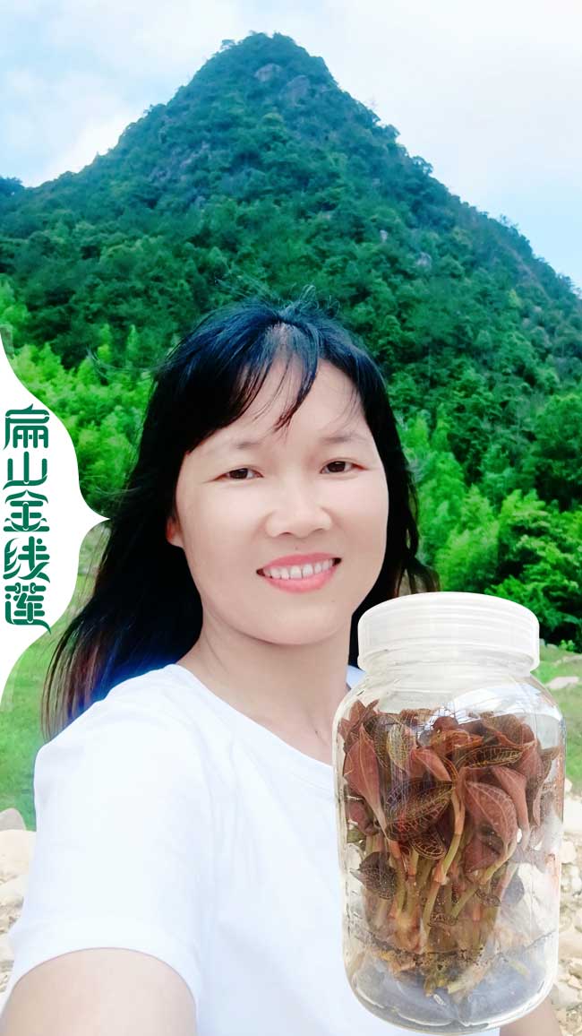浙江金線蓮干貨批發