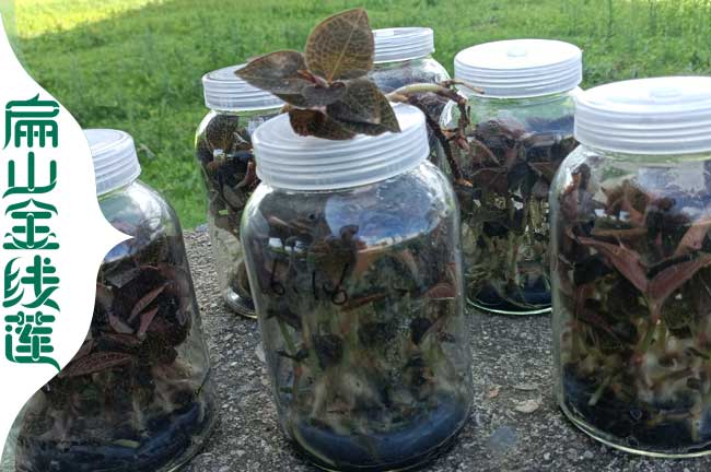 N南寧大型金線蓮種植基地 廣西南寧金線蓮培育批發價格3元