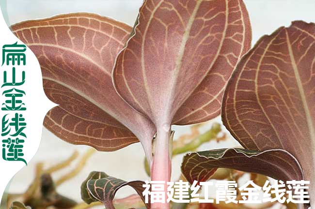 永靖紅桿金線蓮批發
