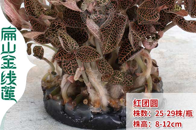 福建金線蓮種苗批發