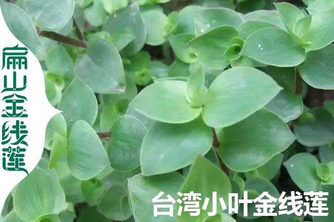 臺灣小葉金線蓮苗批發
