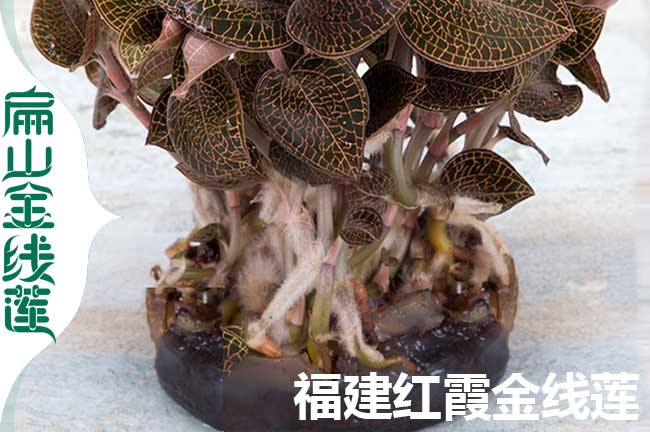 福建紅霞金線蓮苗批發